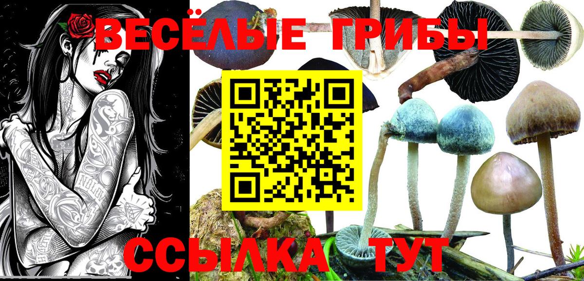Галлюциногенные грибы Psilocybe Донецк